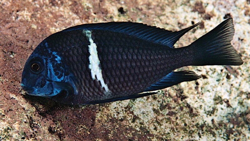 Tropheus duboisi 'Cape Bangwe'